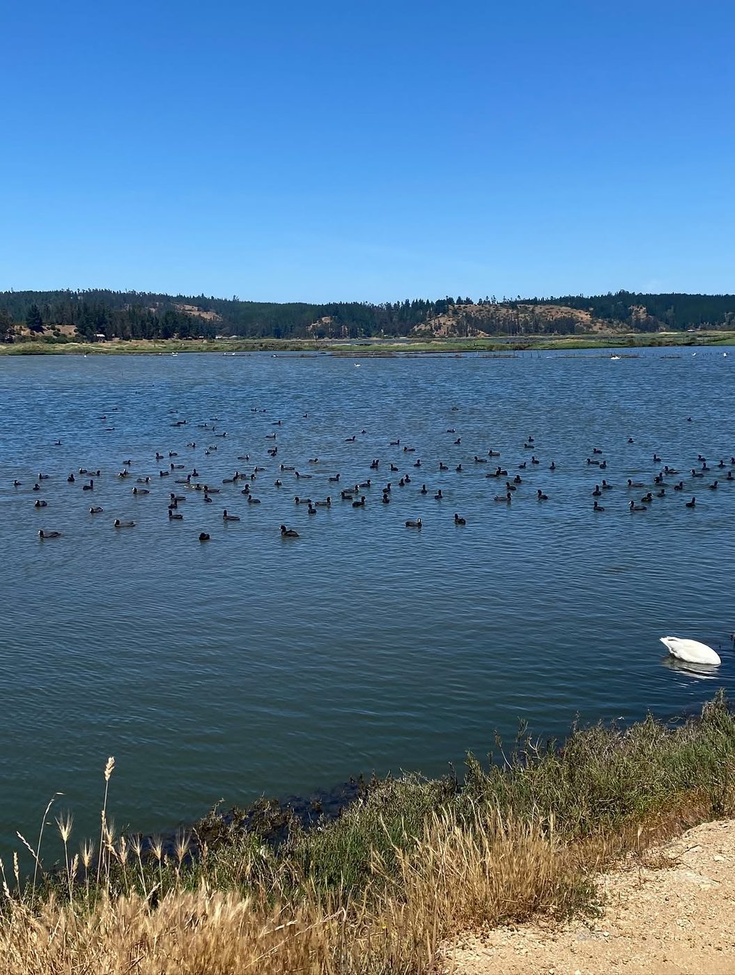 Laguna del humedal con aves y cerros al fondo